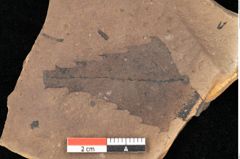 Foto (Detailsansicht) von Quercus palaeoilex Ettingshausen (NHMW-GEO-2024-0188-0928)